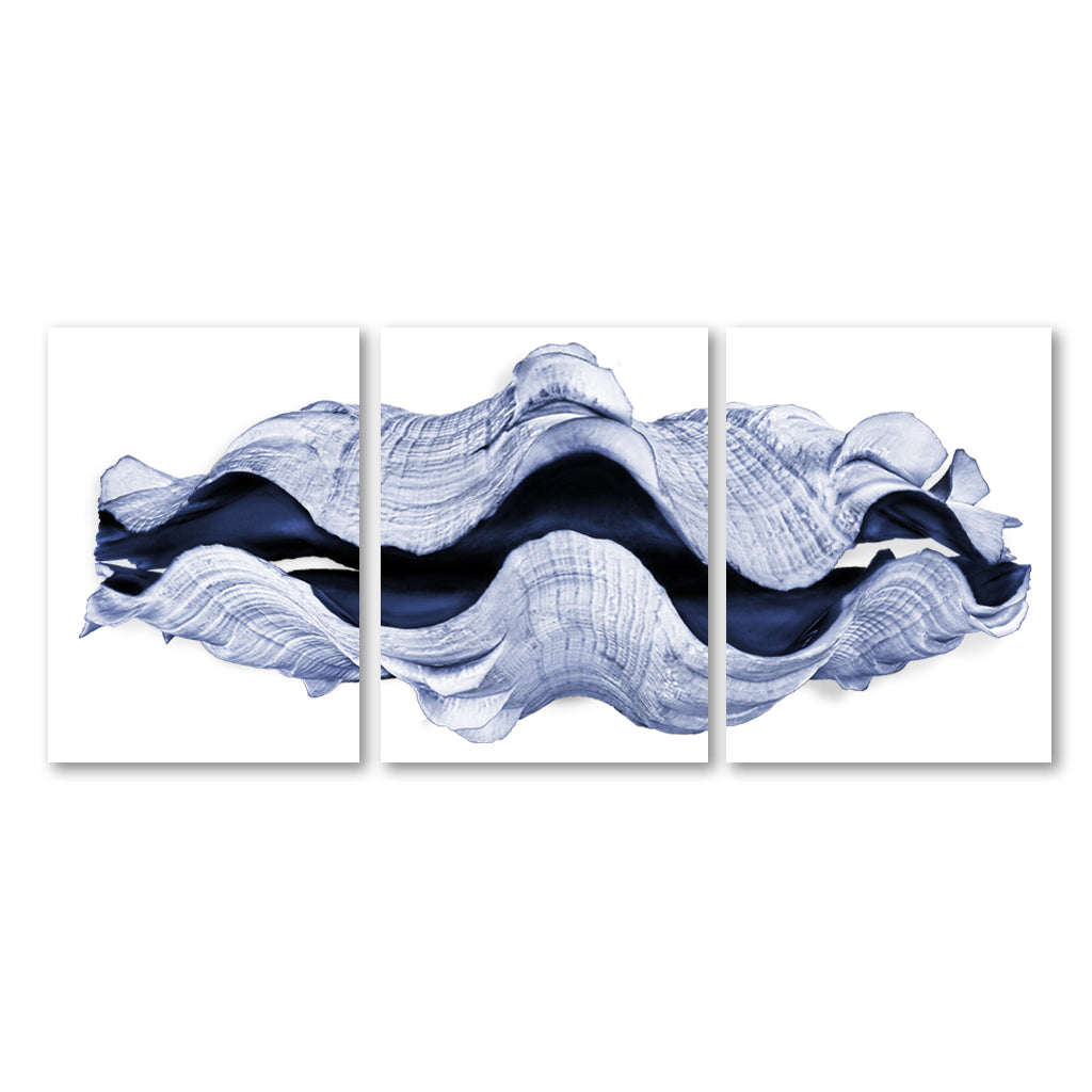Giant Clam Trilogy — BARLOGA STUDIOS- fine photographs on intriguing papers