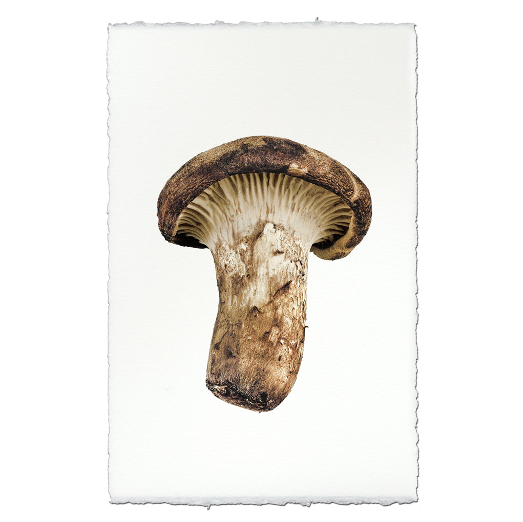 Mushrooms — BARLOGA STUDIOS- fine photographs on intriguing papers