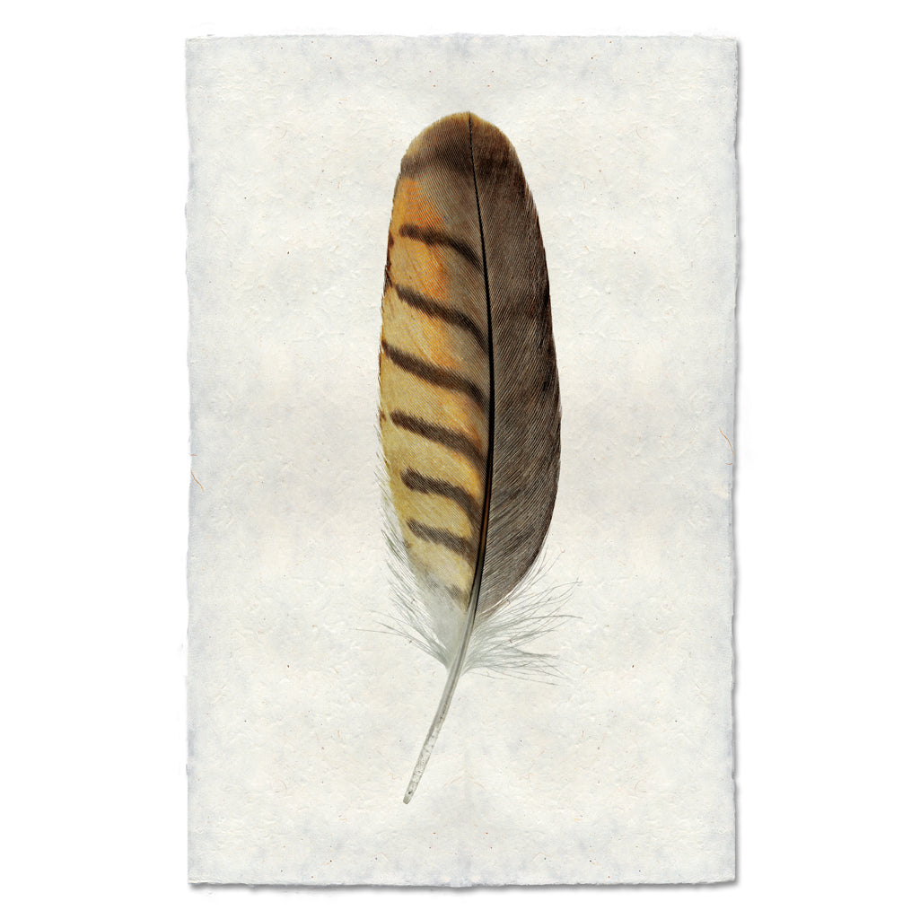 Gray-Lined Hawk colored feather wall art print — fine art feather photography on handmade paper, San Francisco