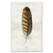 Gray-Lined Hawk colored feather wall art print — fine art feather photography on handmade paper, San Francisco