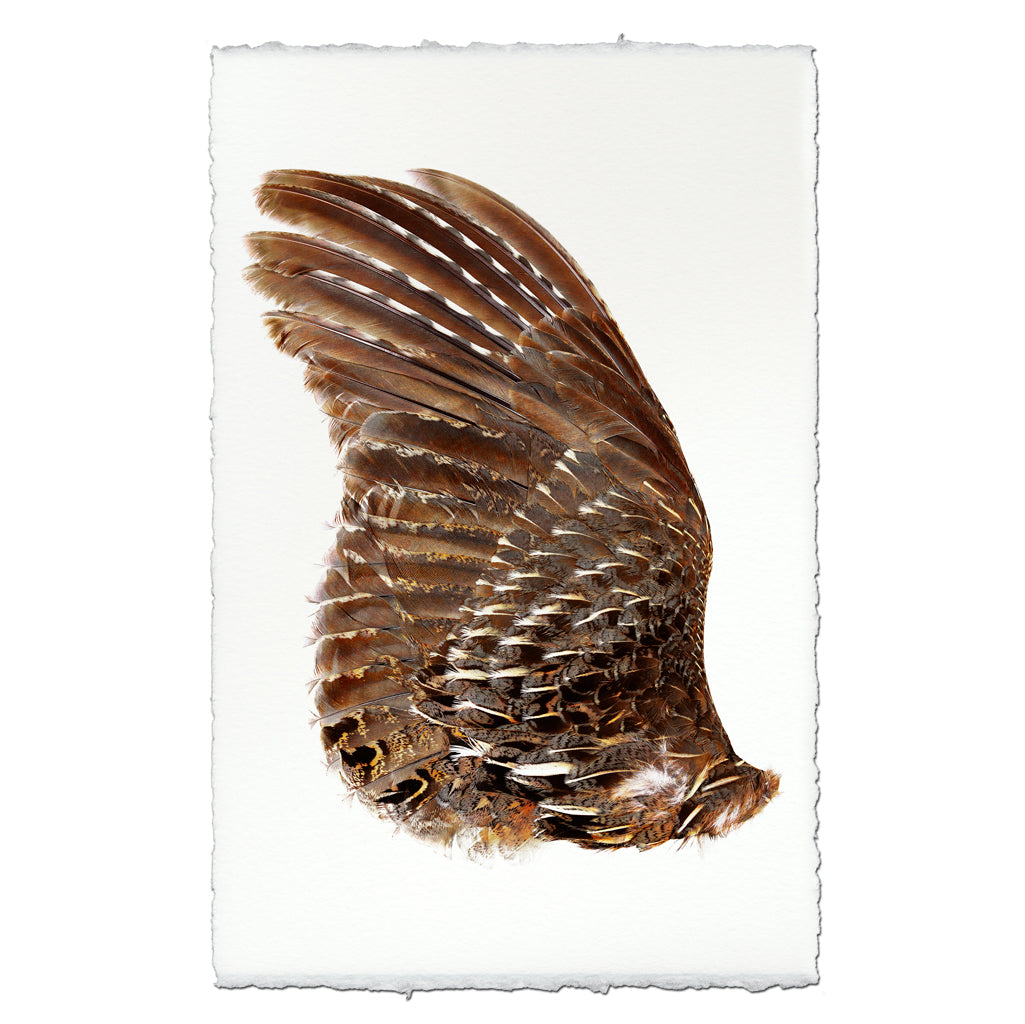 Grouse Wing (Left)