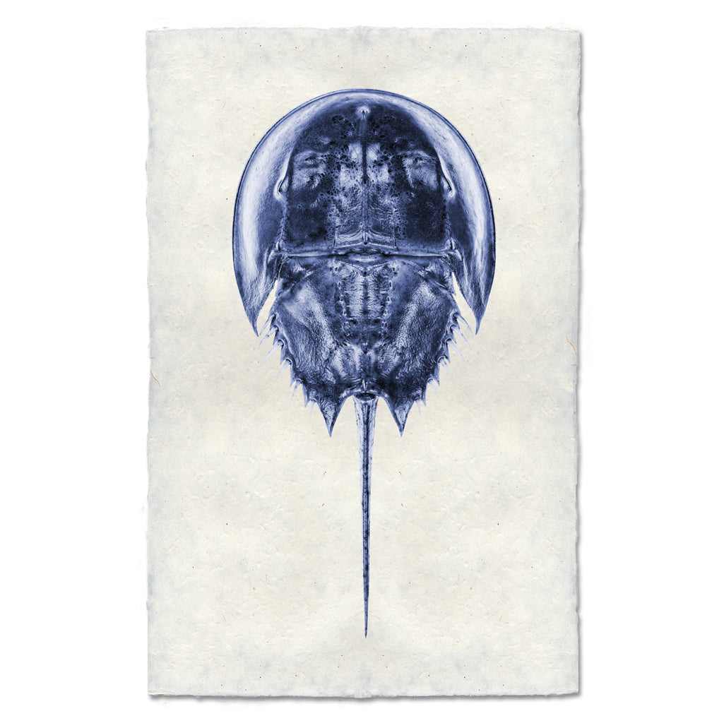 Horseshoe Crab
