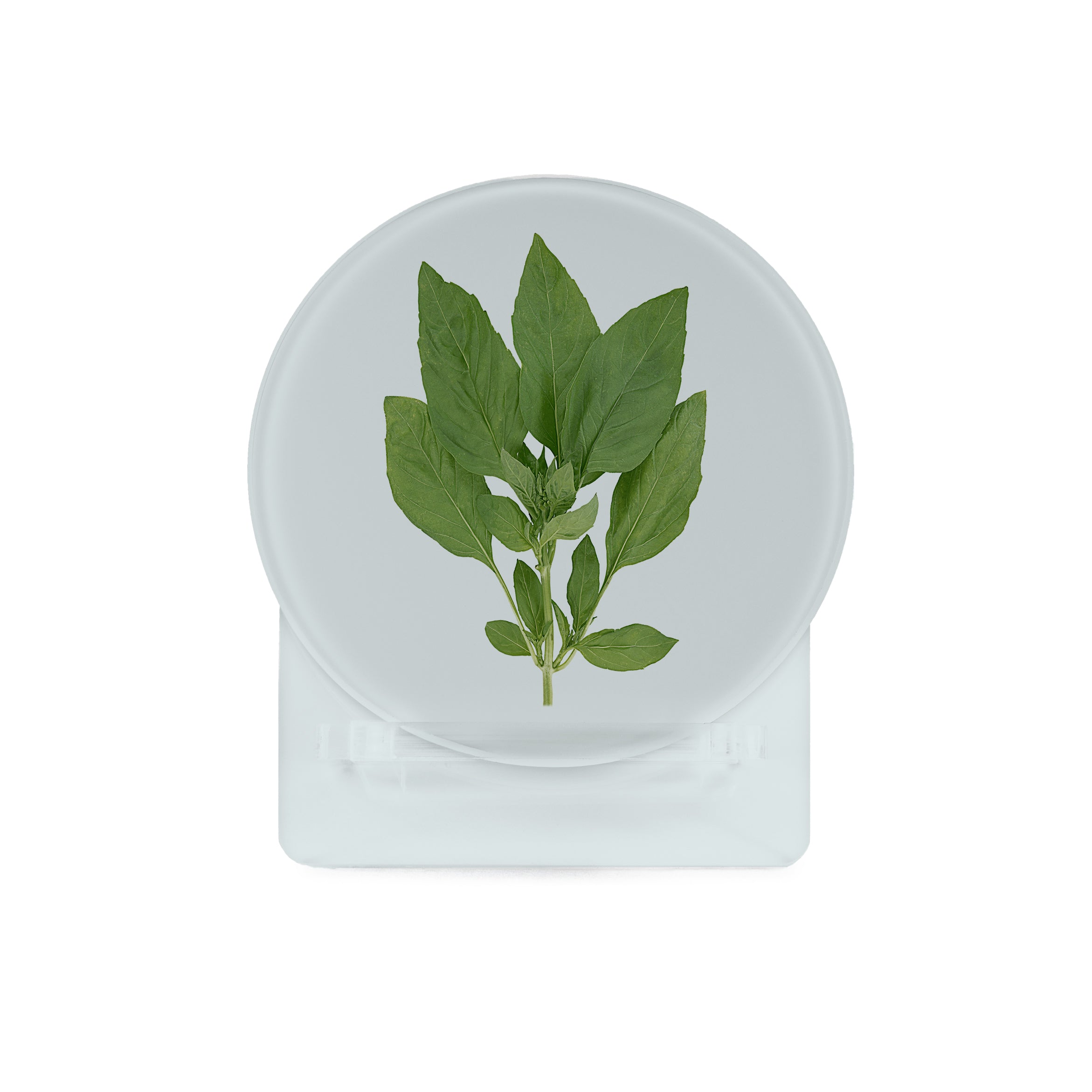 Glass Coasters (set of 4) - Herbs