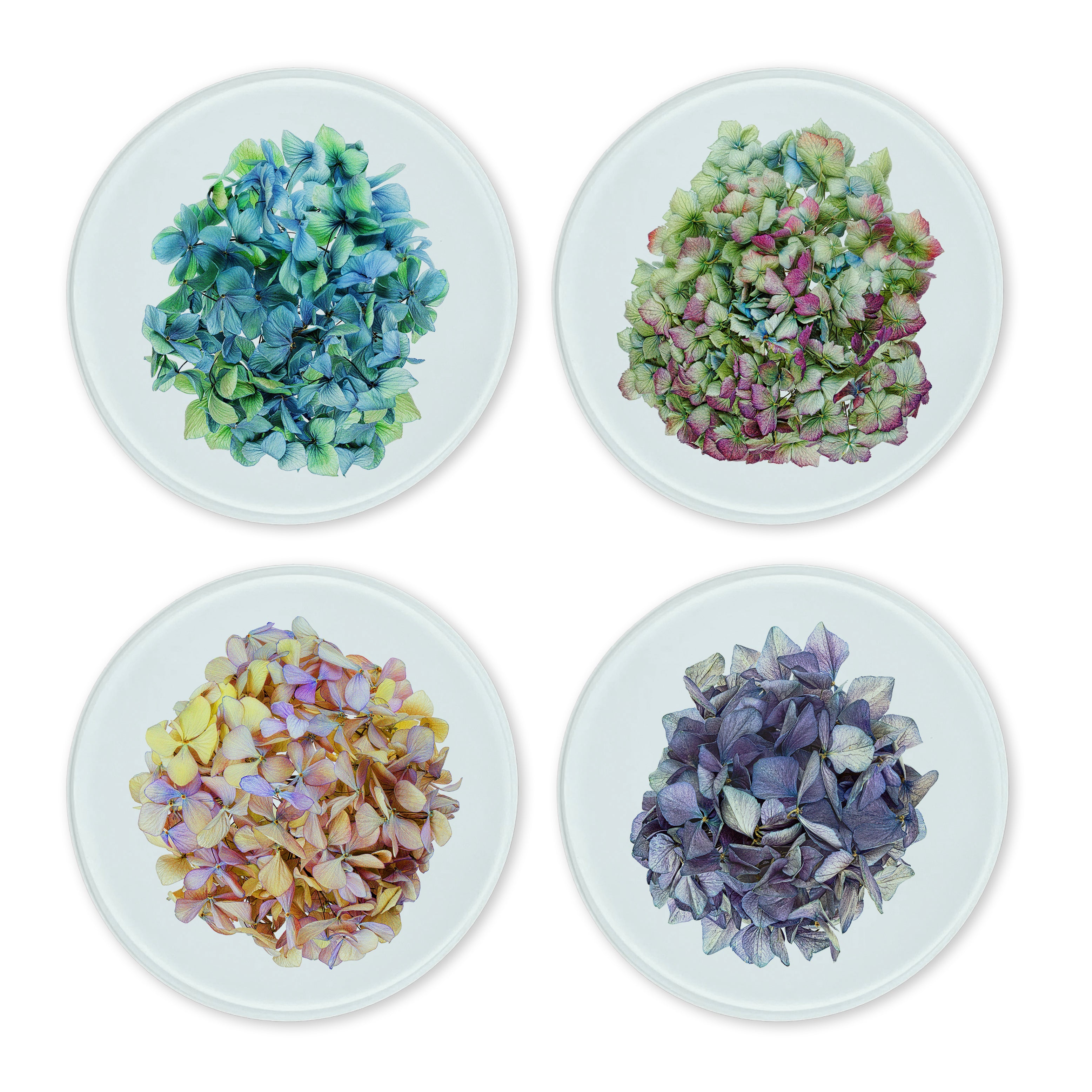 Glass Coasters (set of 4) - Hydrangeas