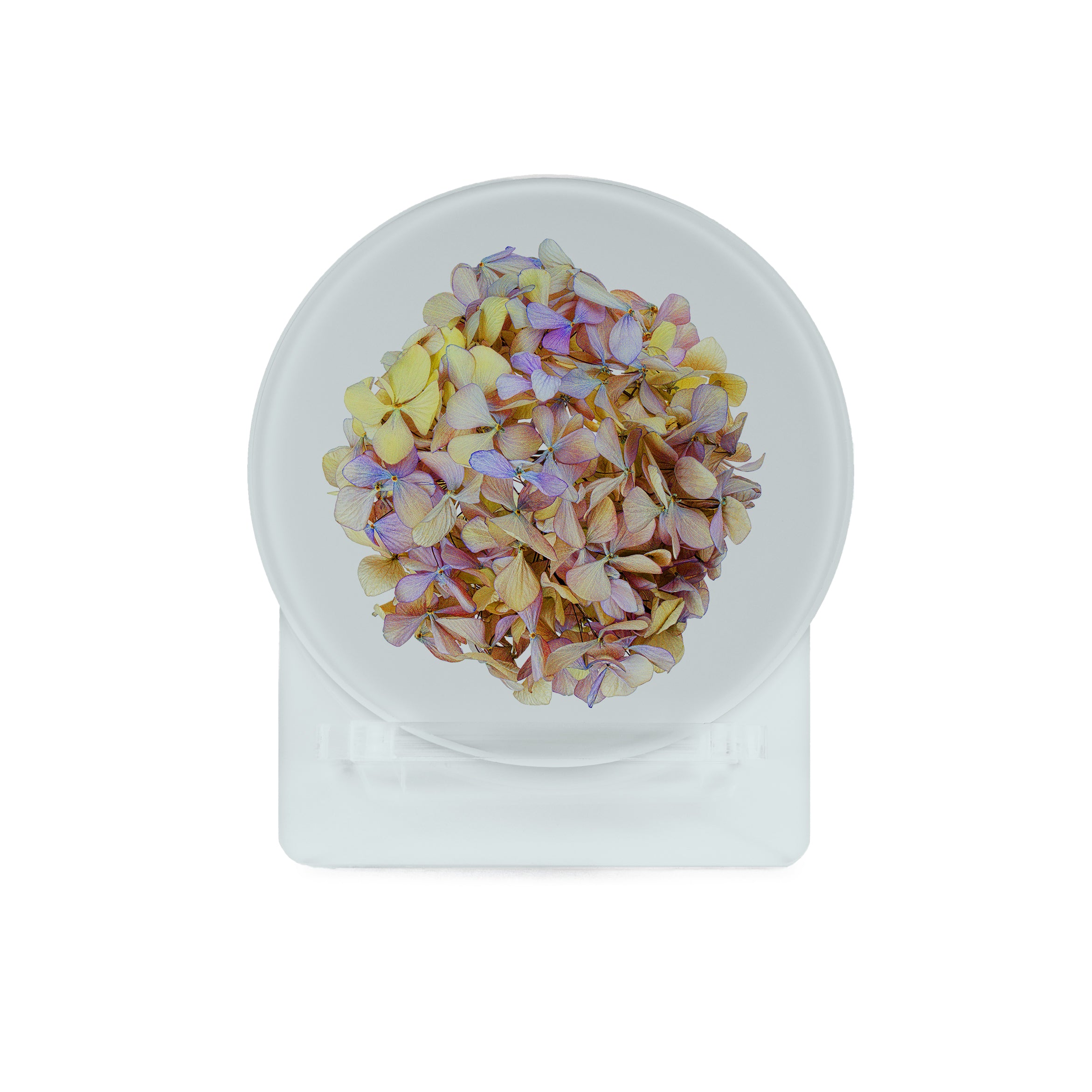 Glass Coasters (set of 4) - Hydrangeas