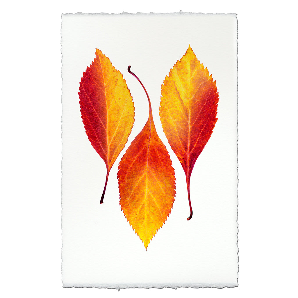 Japanese Cherry Trio