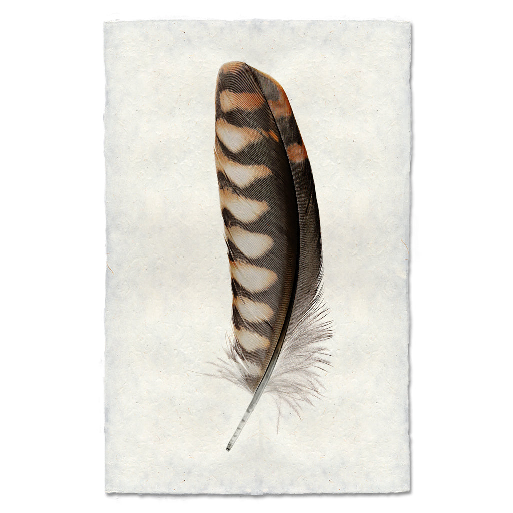 Kestrel #2 colored feather wall art print — fine art feather photography on handmade paper, San Francisco