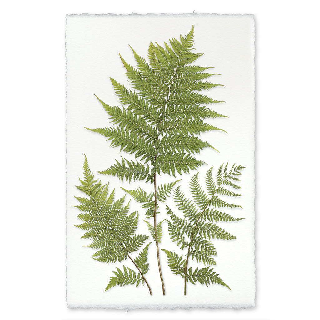 Lacy Tree Ferns