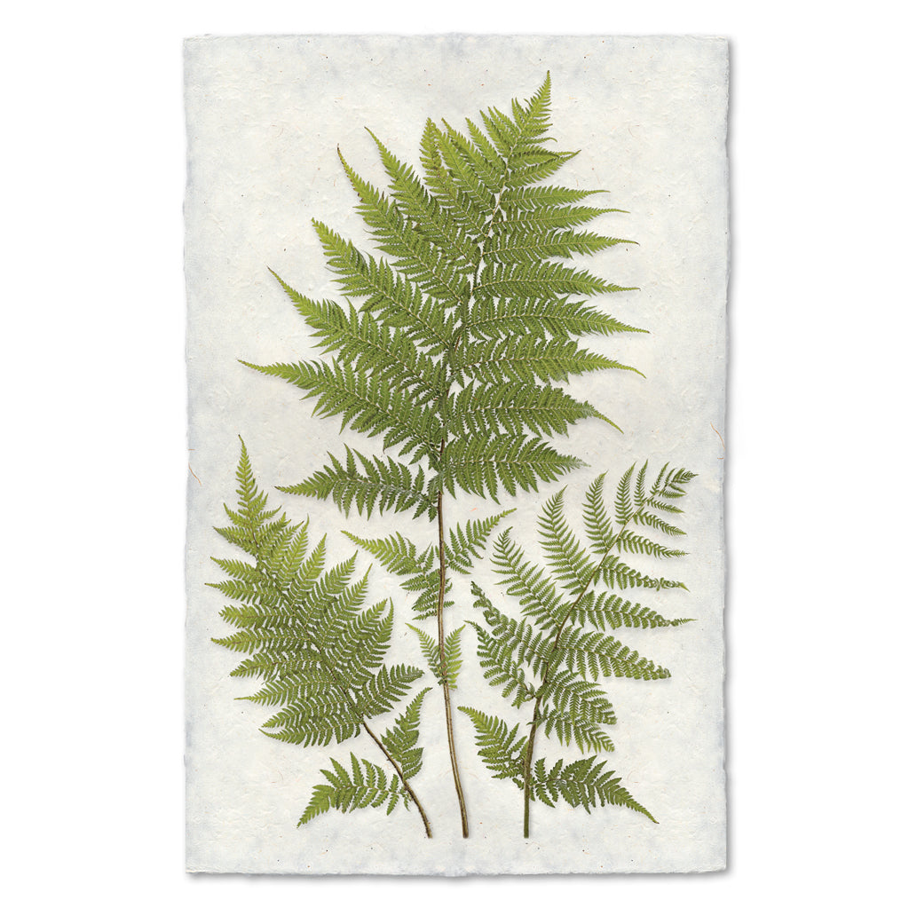 Lacy Tree Ferns