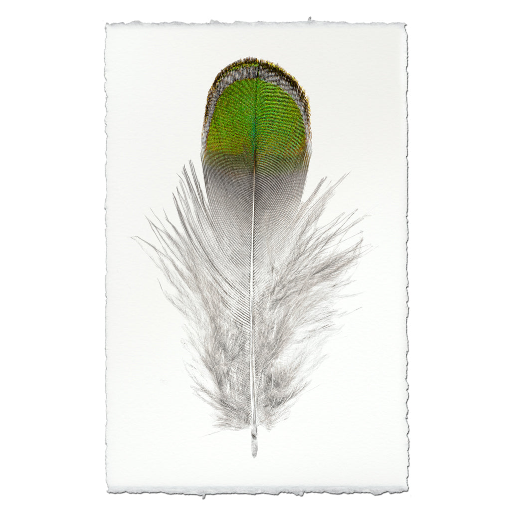 Lady Amherst Pheasant