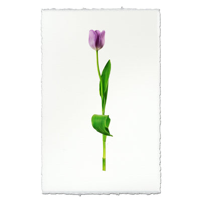 Lavender Tulip