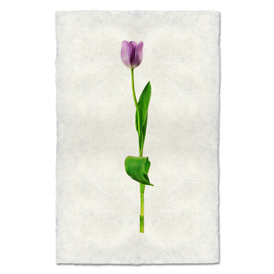 Lavender Tulip