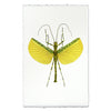Lemon & Lime Stick Bug