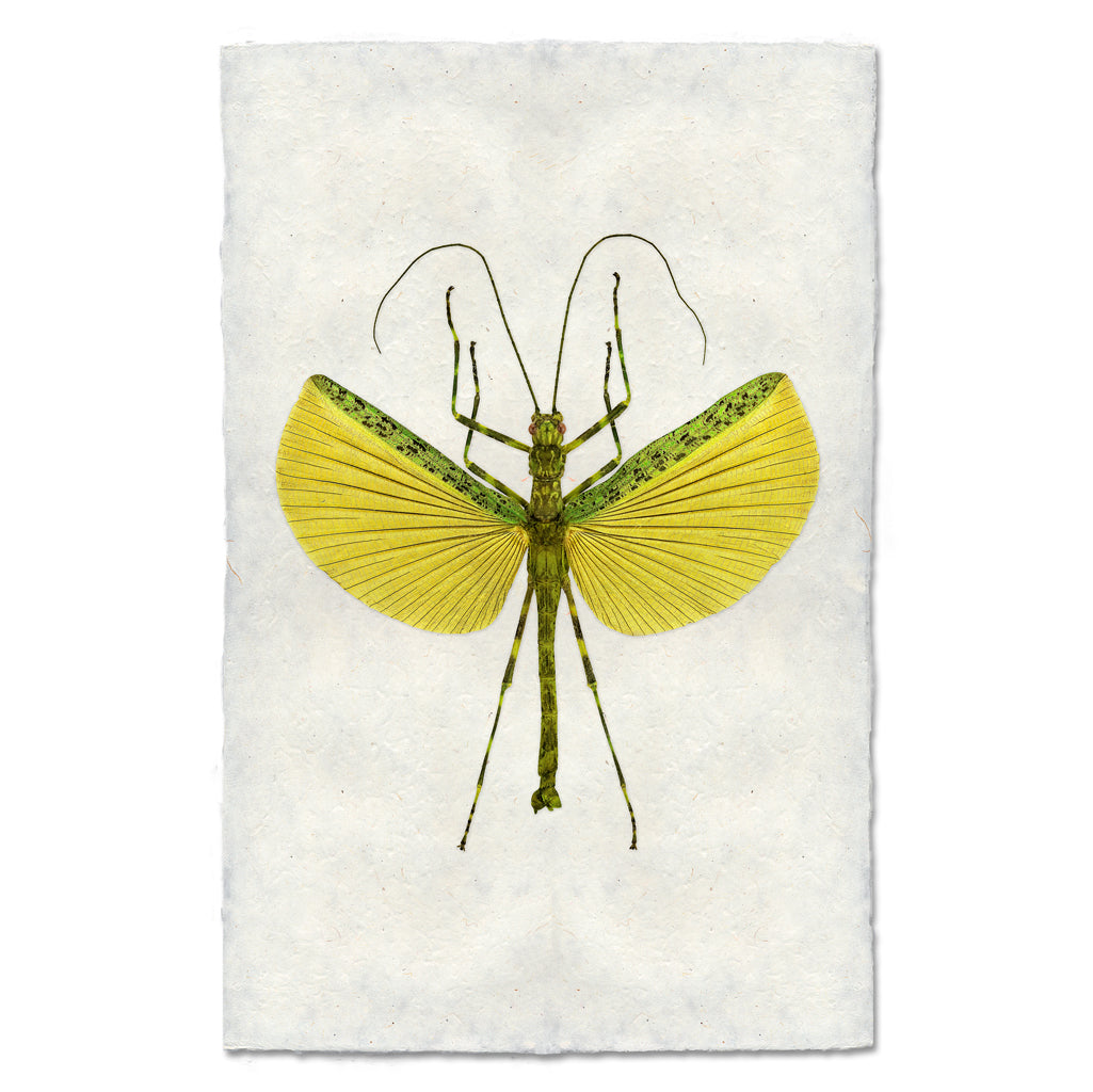 Lemon & Lime Stick Bug