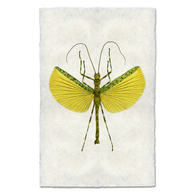 Lemon & Lime Stick Bug