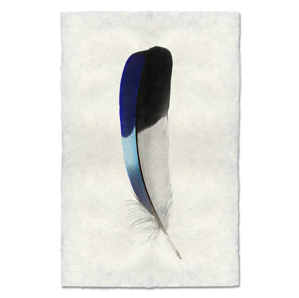 Lilac-Breasted Roller colored feather wall art print — fine art feather photography on handmade paper, San Francisco