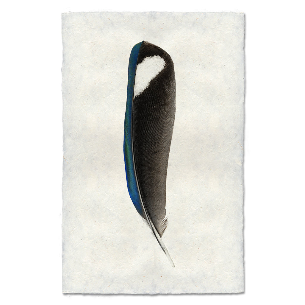 Magpie colored feather wall art print — fine art feather photography on handmade paper, San Francisco