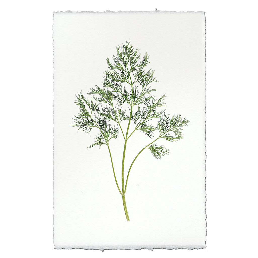 Dill