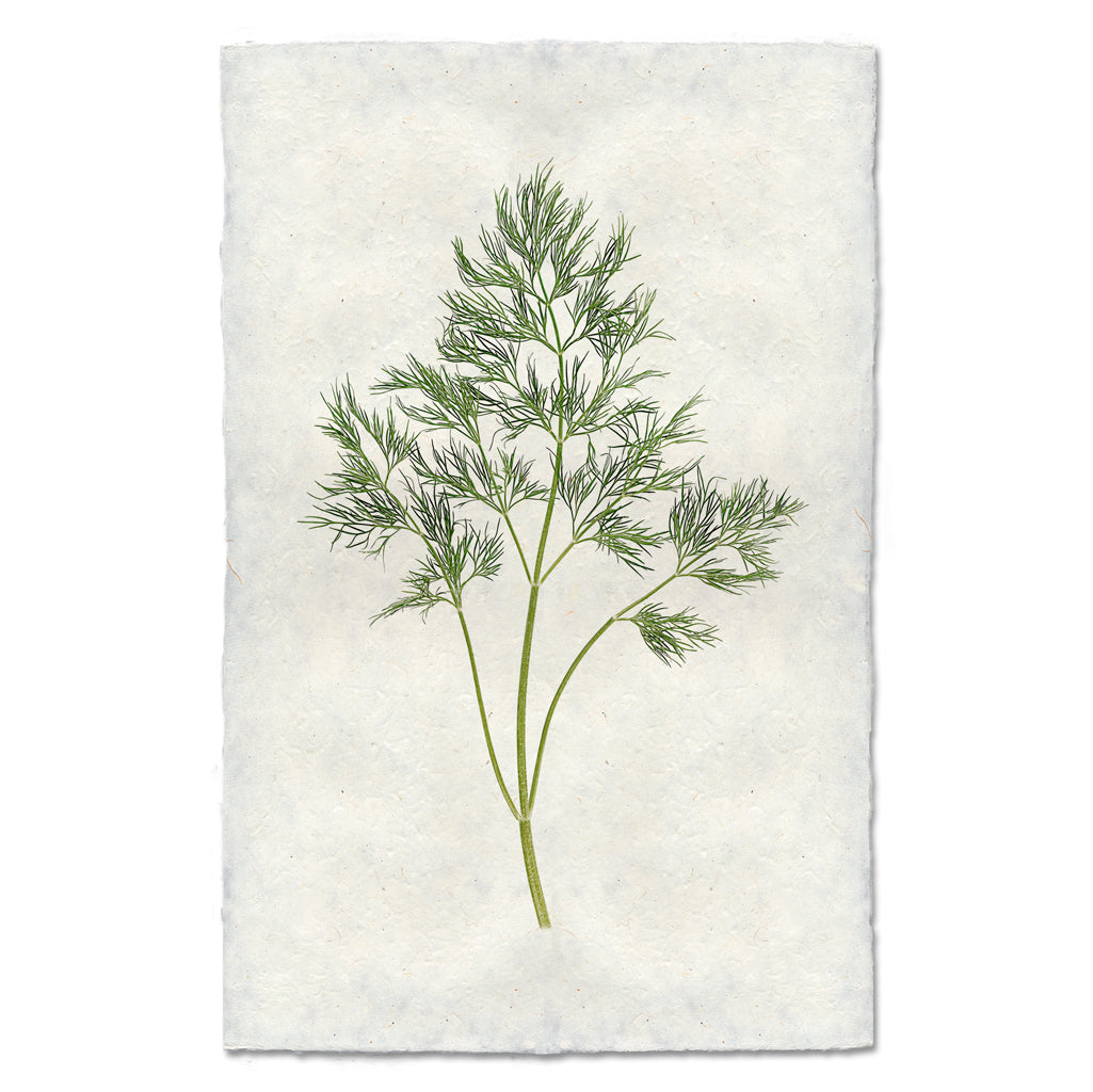 Dill — BARLOGA STUDIOS- fine photographs on intriguing papers