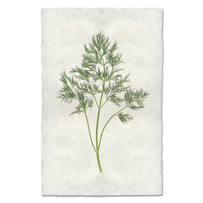 Dill