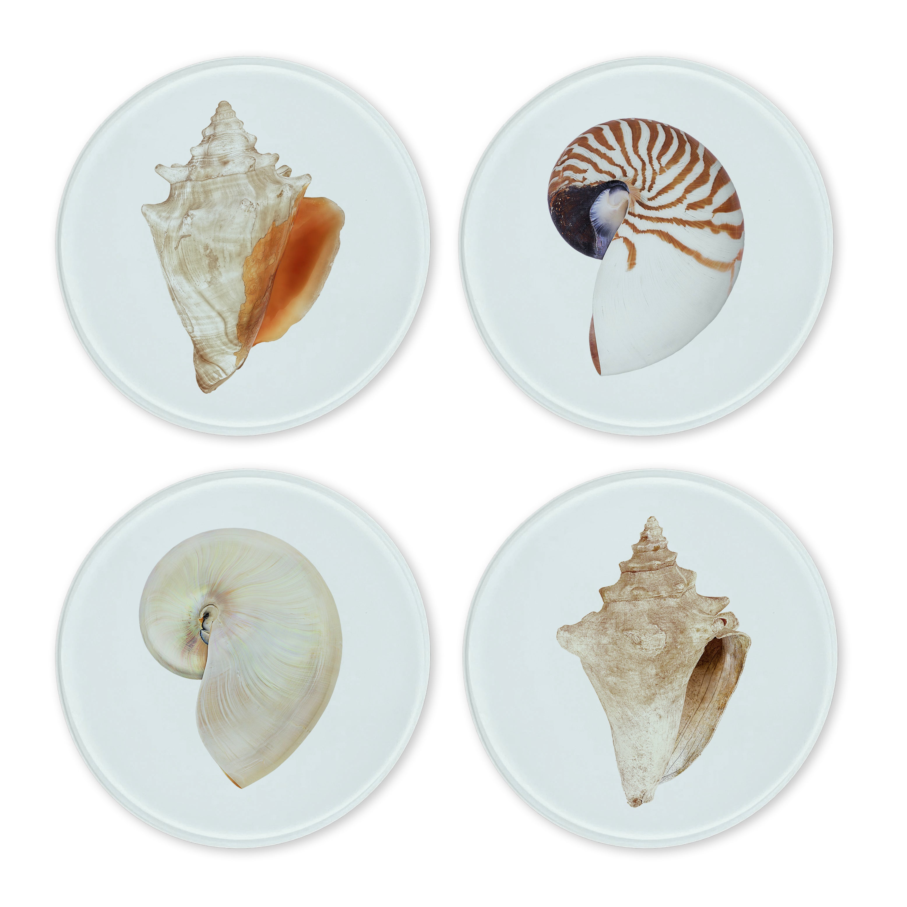 Glass Coasters (set of 4) - Mollusk