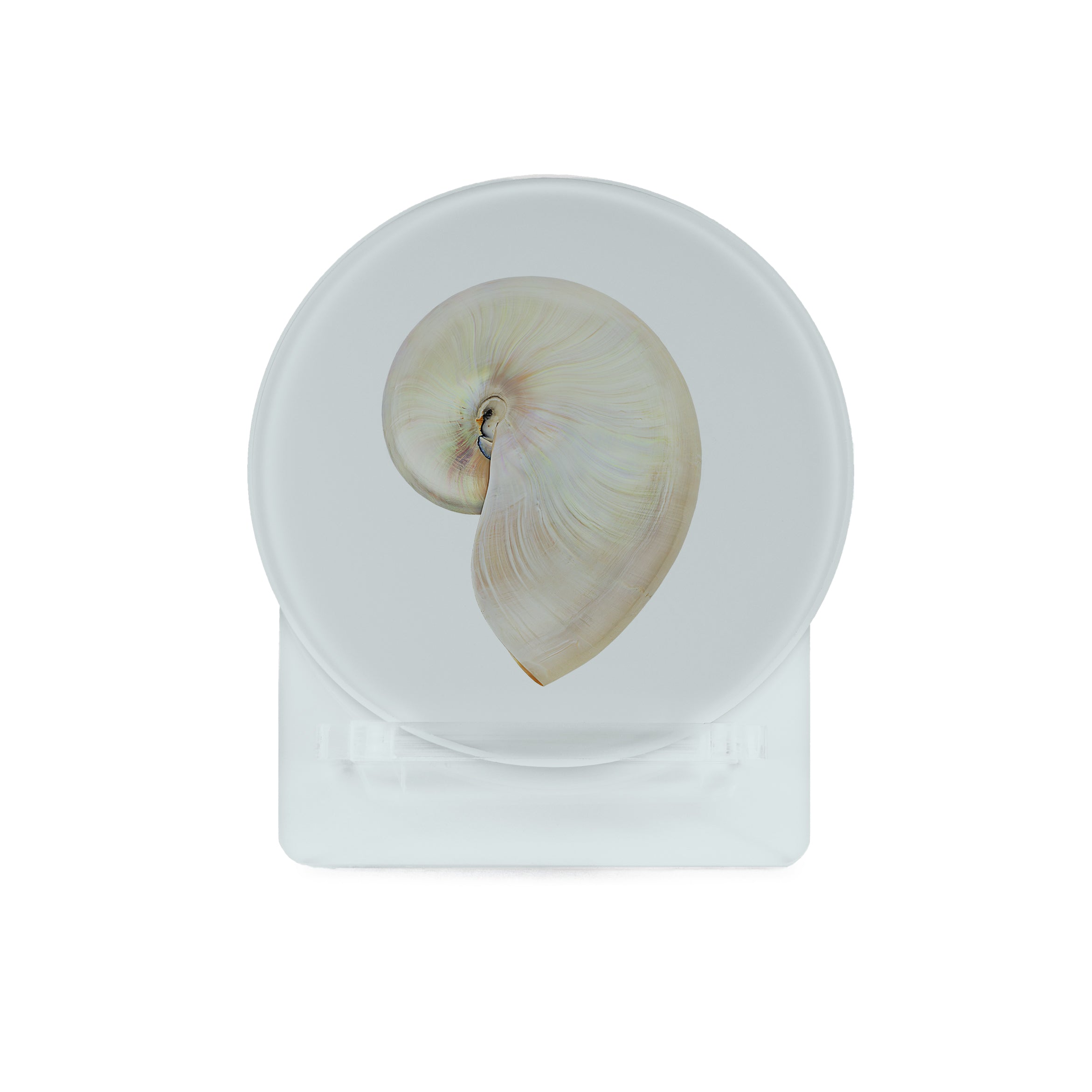 Glass Coasters (set of 4) - Mollusk