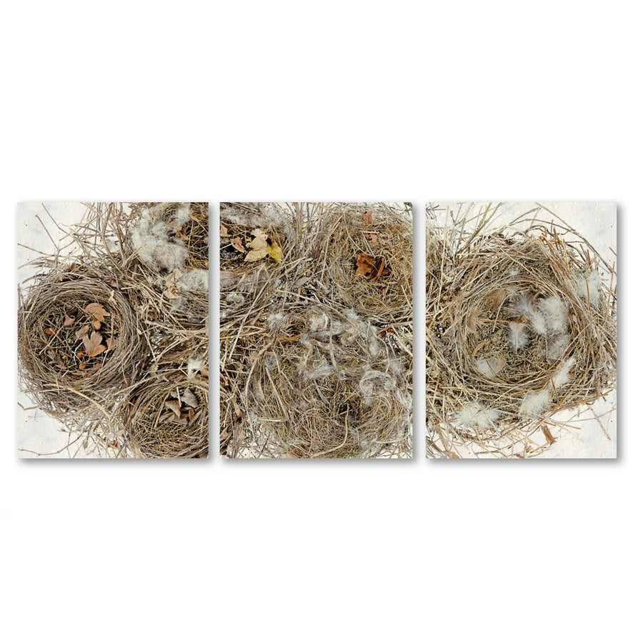 Collective Nests Trilogy