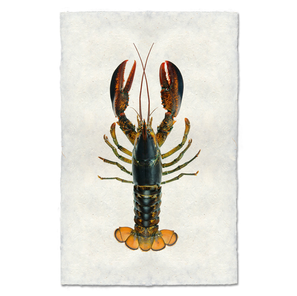 Maine Lobster (Natural)