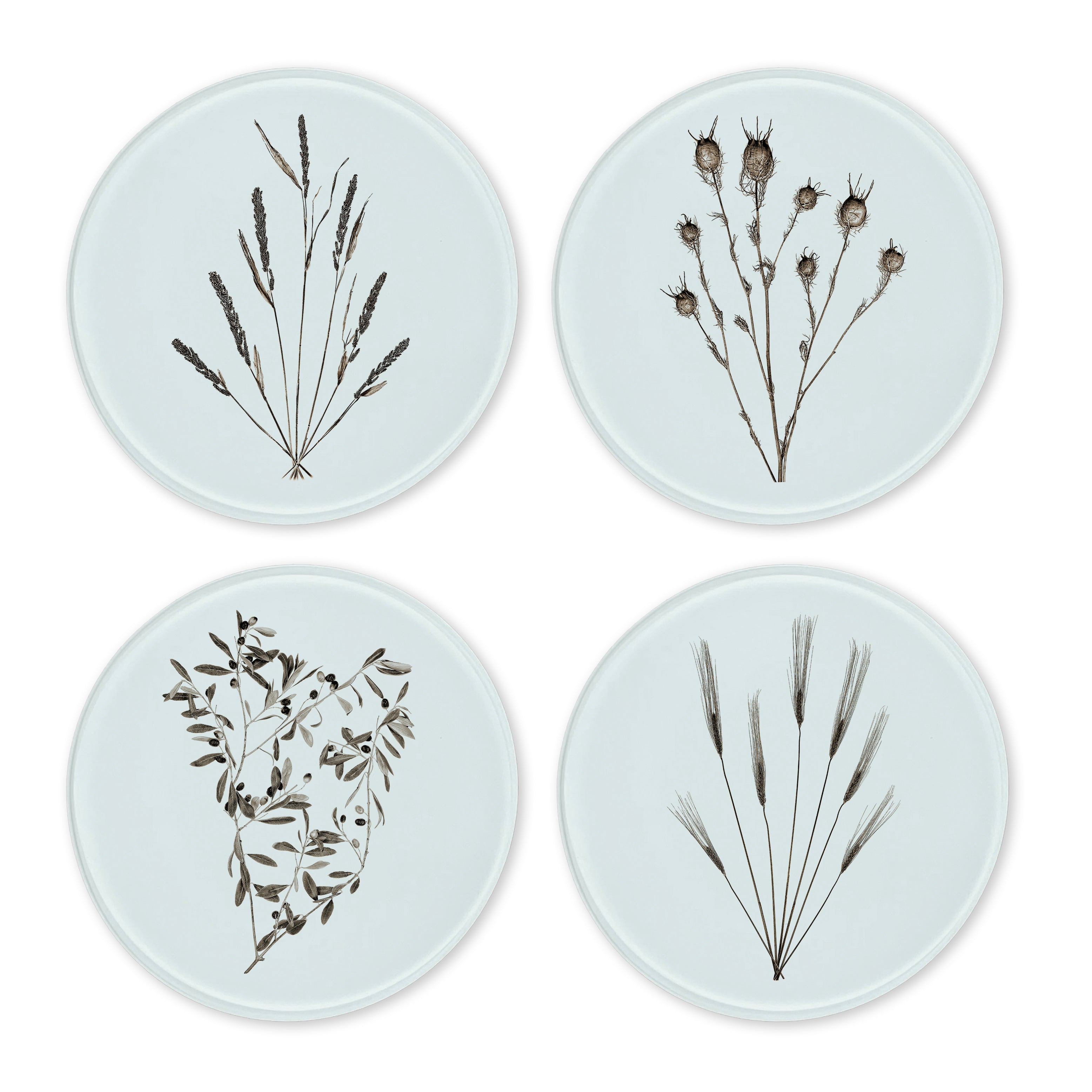Glass Coasters (set of 4) - Natural Forms