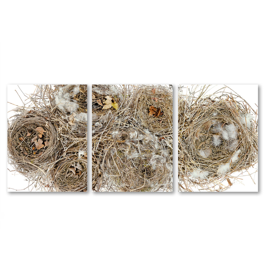 Collective Nests Trilogy