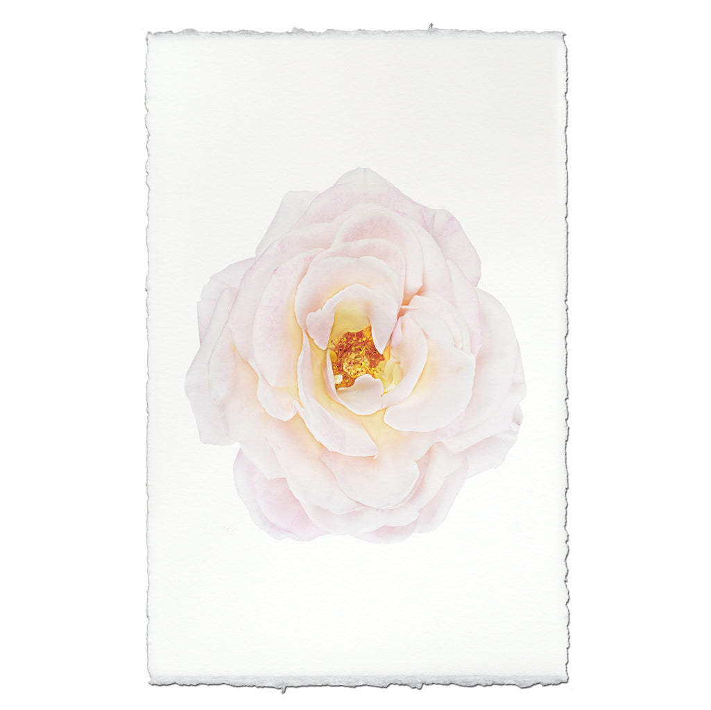 Floral Collection
