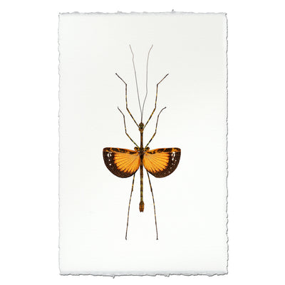Orange Stick Bug