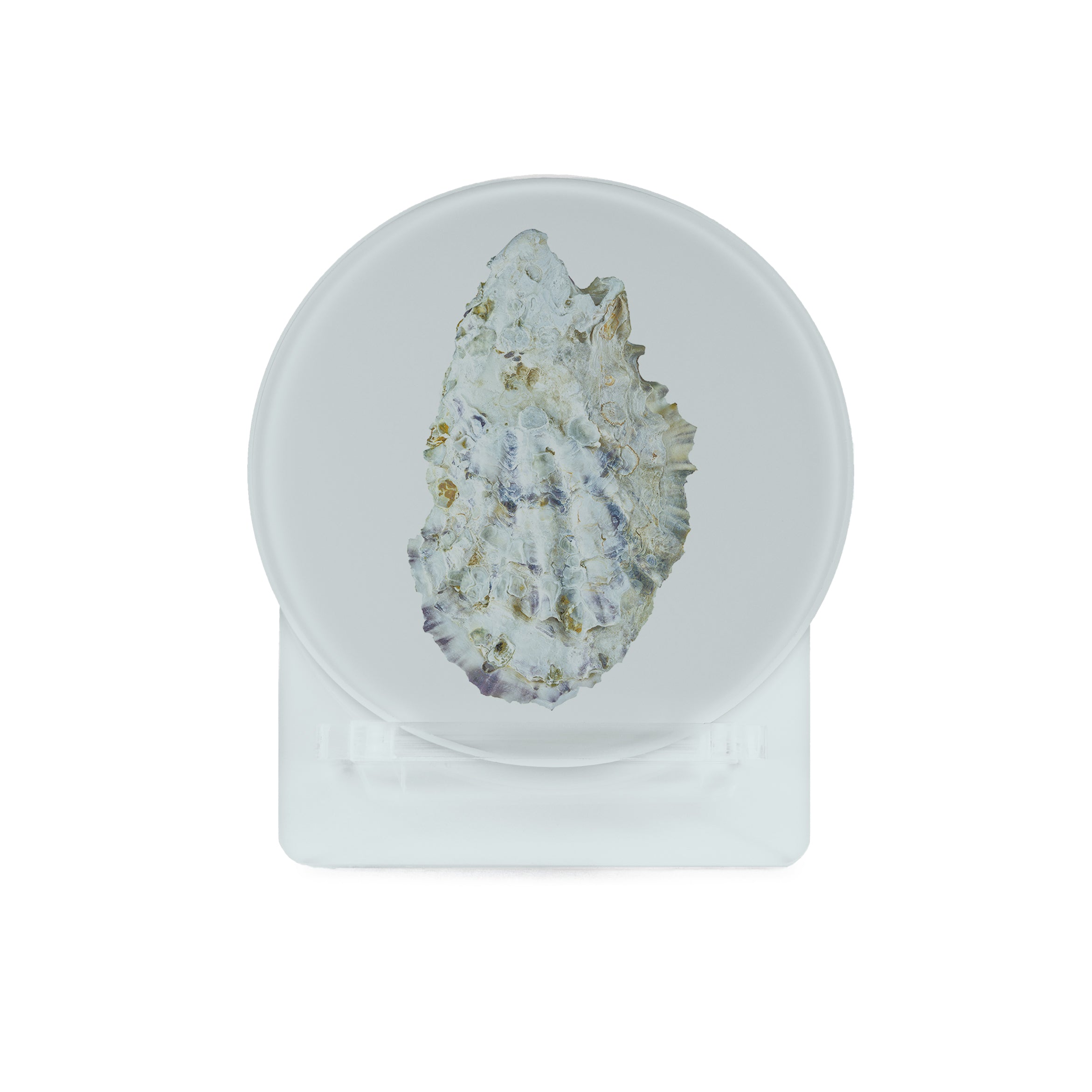 Glass Coasters (set of 4) - Oyster