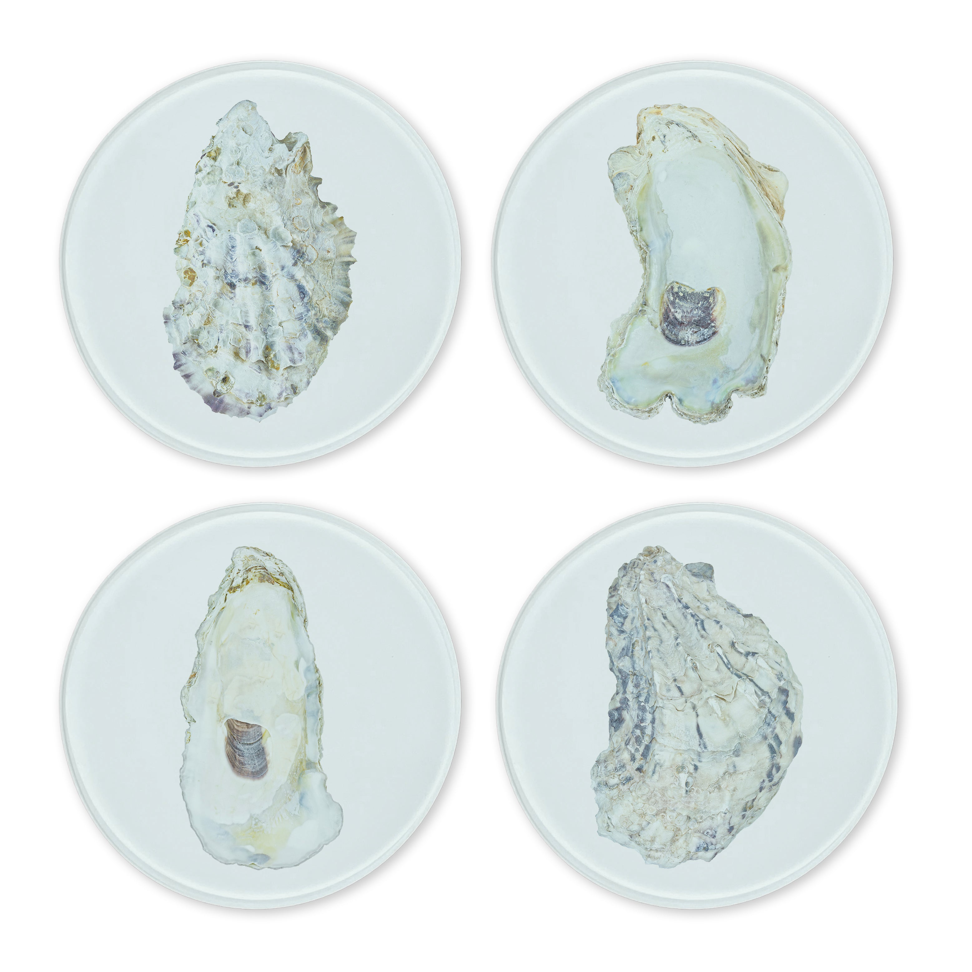 Glass Coasters (set of 4) - Oyster