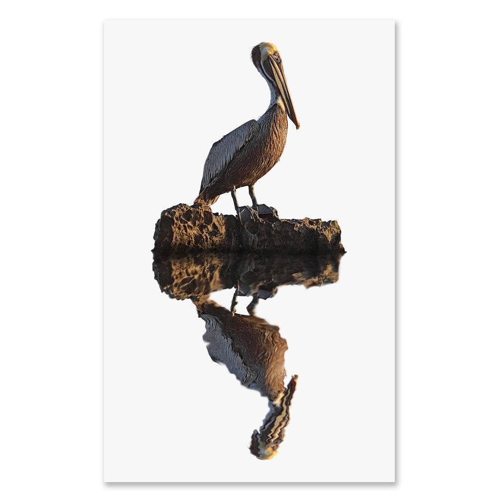 Pelican grand format