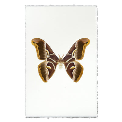 Papilionoidea #4