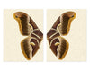 Papilionoidea #4 Diptych