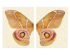 Papilionoidea #5 Diptych