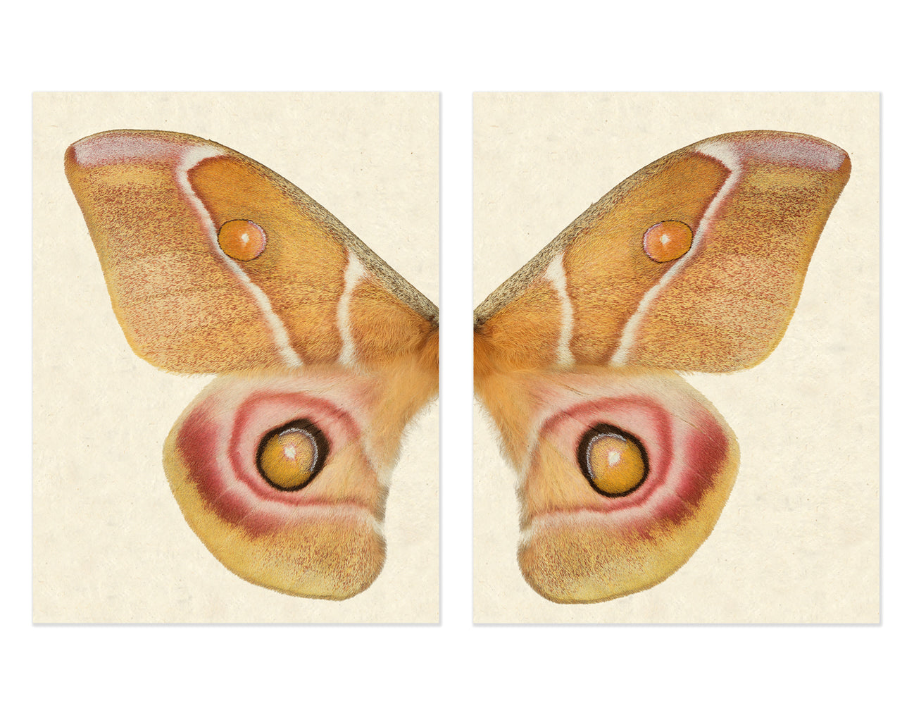 Diptych — BARLOGA STUDIOS- fine photographs on intriguing papers