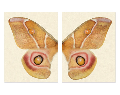 Papilionoidea #5 Diptych