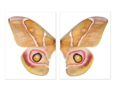 Papilionoidea #5 Diptych