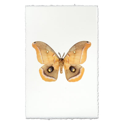 Papilionoidea #6