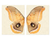 Papilionoidea #6 Diptych