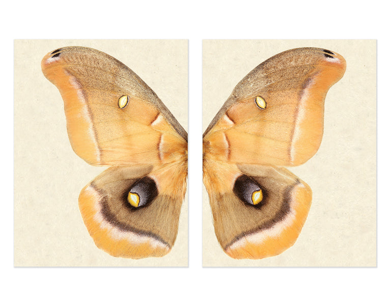 Diptych — BARLOGA STUDIOS- fine photographs on intriguing papers