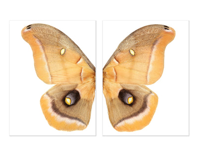 Papilionoidea #6 Diptych