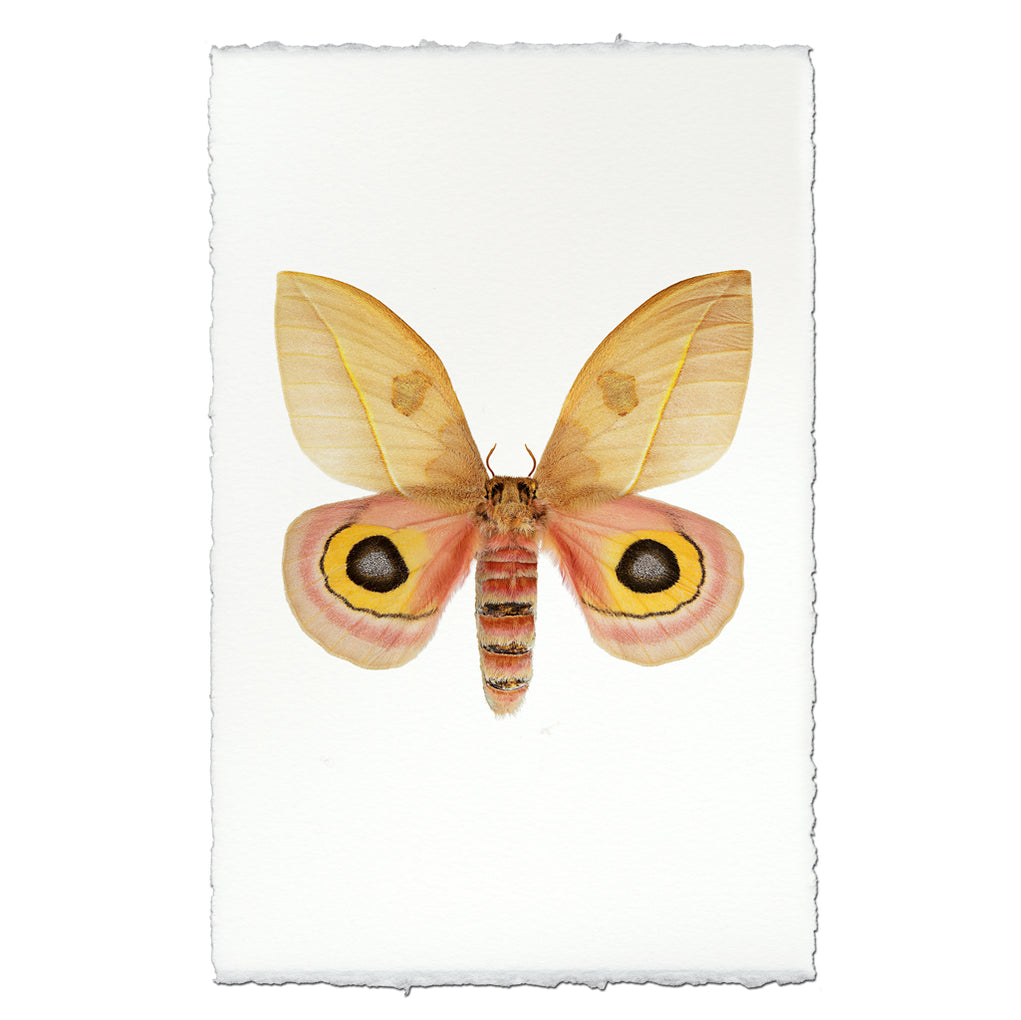 Prada Insects Insecta Collection — BARLOGA STUDIOS- fine photographs on intriguing papers