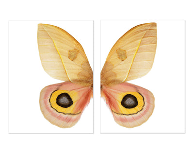 Papilionoidea #7 Diptych