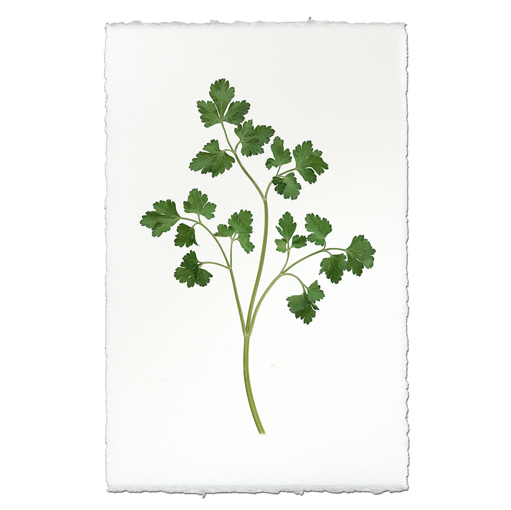Parsley