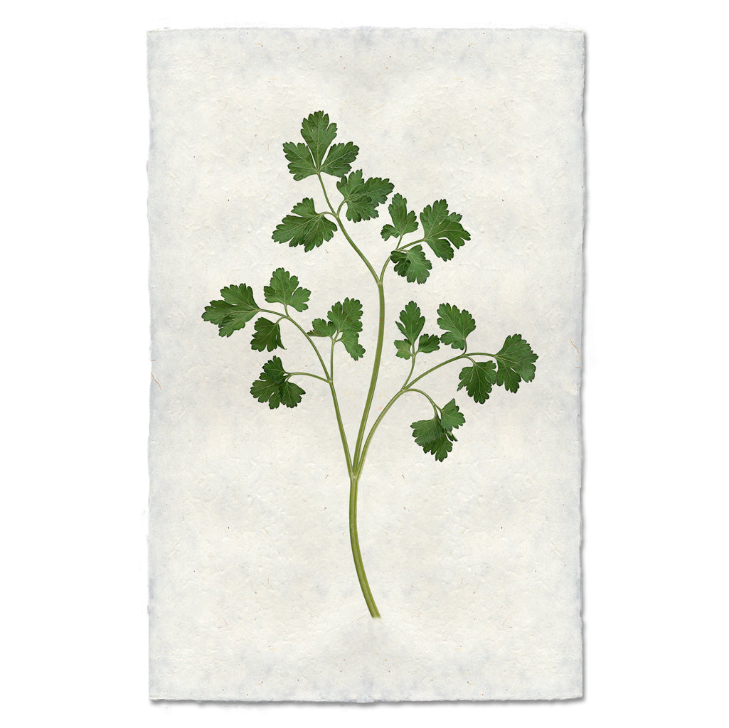 Parsley