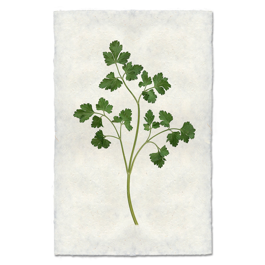 Parsley
